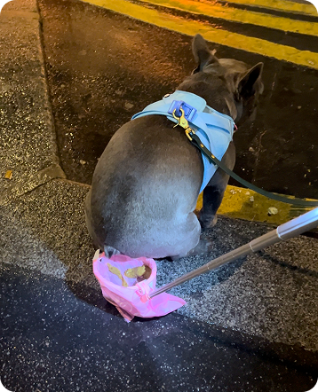 Pooched™ | Catch it Mid-Air